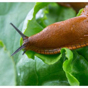 Aaltjes - Phasmarhabditis Californica - Insectenbestrijding - Milieuvriendelijk