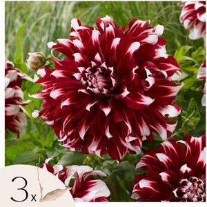Dahliaknollen - Set van 3 - Dahlia'X-Factor'