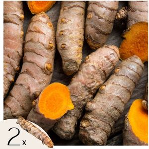 Geelwortel - Set van 2 - Curcuma Longa - Wortelstokken - Oranje