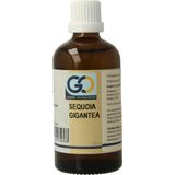 GO - Sequoia gigantea - Voedingssupplement - Biologisch - 6ml