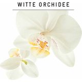 Guhl - Fascinerend Blond - Shampoo - 250 ml - Witte Orchidee