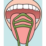 TePe - Tongreiniger - 6x - Tongschraper