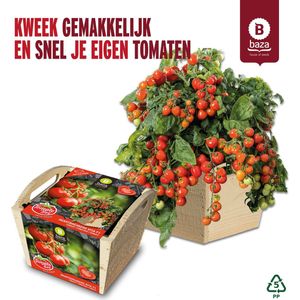 Tomato Box Kweekset Tomaten Heartbreakers gemaakt van FSC hout/duurzaam/ cadeau / cadeau idee