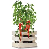 Baza Garden Box Bio Chili Peper