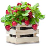 Baza Garden Box Strawberry Extra Zoete Aardbei