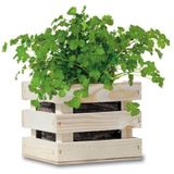 Baza Garden Box Bio Koriander