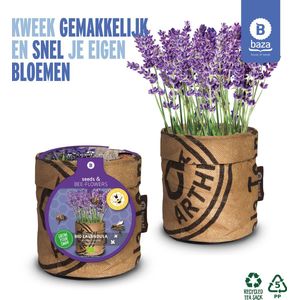 Seeds & BEE-Flowers Kweekset Bio Lavendel
