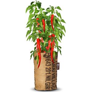 Baza Pepperclub Bio Anaheim Chili Red