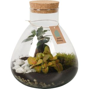 Terrarium Niek