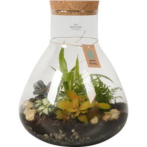 Terrarium Bas
