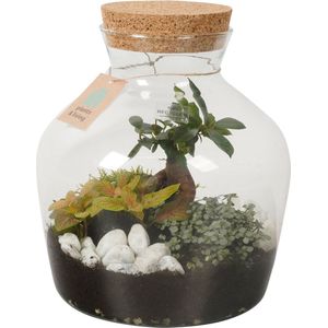 Terrarium Noah