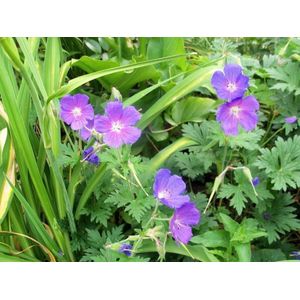 6x Ooievaarsbek (Geranium himalayense) - P9 pot (9x9)