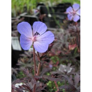 6x Ooievaarsbek (Geranium 'Midnight Reiter') - P9 pot (9x9)