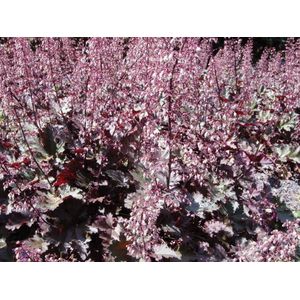 6x Purperklokje (Heuchera micrantha 'Palace Purple') - P9 pot (9x9)