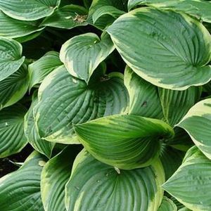 6x Hartlelie (Hosta' Fortunei Aureomarginata')  - P9 pot (9x9)