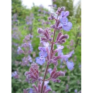 6x Kattekruid (Nepeta faassenii 'Six Hills Giant') - P9 pot (9x9)