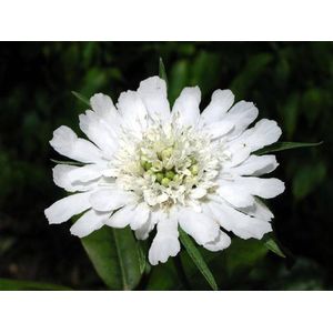 6x Duifkruid (Scabiosa caucasica 'Perfecta Alba') - P9 pot (9x9)