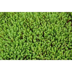 6x Muurpeper (Sedum acre) - P9 pot (9x9)