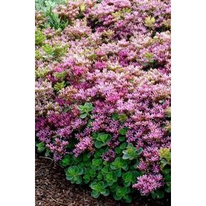 6x Vetkruid (Sedum spurium 'Splendens') - P9 pot (9x9)
