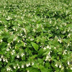 6x Smeerwortel (Symphytum grandiflorum) - P9 pot (9x9)