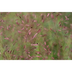 6x Liefdesgras (eragrostis spectabilis) - P9 pot (9x9)