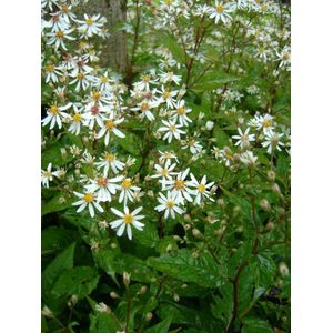 6x Herfstaster (Aster divaricatus) - P9 pot (9x9)