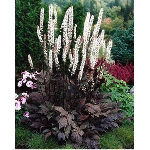 12x Zilverkaars (Actaea cimicifuga ramosa 'Atropurpurea') - P9 pot (9x9)