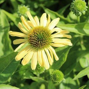 12x Zonnehoed (Echinacea Sunrise) - P9 pot (9x9)
