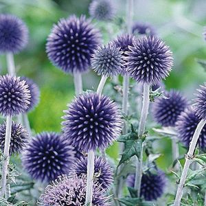 12x Kogeldistel (Echinops ritro 'Veitch's Blue') - P9 pot (9x9)