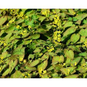 12x Elfenbloem (Epimedium versicolor 'Sulphureum') - P9 pot (9x9)