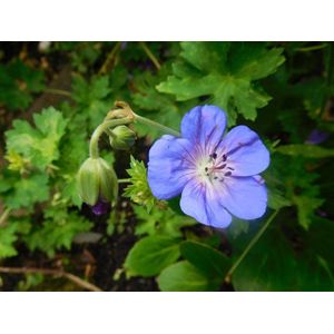 12x Ooievaarsbek (Geranium 'Johnson's Blue') - P9 pot (9x9)