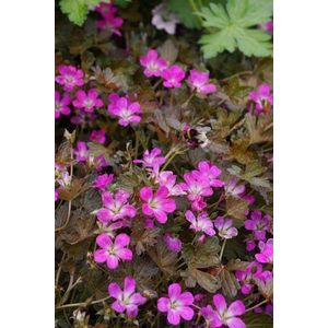 12x Ooievaarsbek (Geranium 'Orkney Cherry') - P9 pot (9x9)