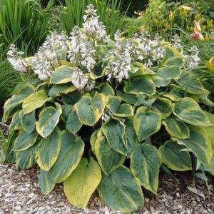 12x Hartlelie (Hosta sieboldiana 'Frances Williams') - P9 pot (9x9)