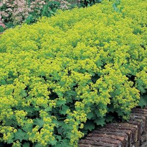 12x Vrouwenmantel (Alchemilla mollis 'Robustica') - P9 pot (9x9)
