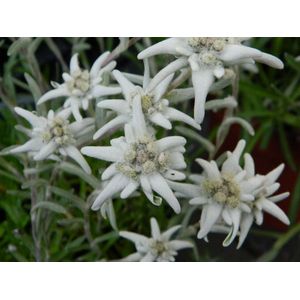 12x Edelweiss (Leontopodium alpinum) - P9 pot (9x9)