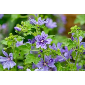 12x Kaasjeskruid (Malva sylvestris 'Primley Blue') - P9 pot (9x9) - vlinder planten - bijen planten - tuinplanten - struiken