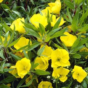 12x Teunisbloem (Oenothera macrocarpa) - P9 pot (9x9)