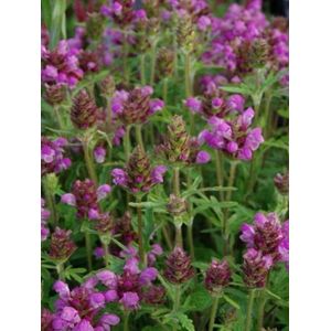 12x Bijenkorfje (Prunella 'Bella Rose') - P9 pot (9x9)