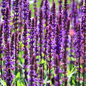 12x Salie (Salvia nemorosa Caradonna) - P9 pot (9x9)