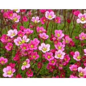12x Mossteenbreek (Saxifraga (A) 'Blütenteppich') - P9 pot (9x9)