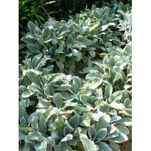 12x Ezelsoor (Stachys byzantina 'Silver Carpet' ) - P9 pot (9x9)