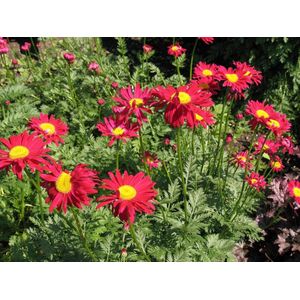 12x Moederkruid (Tanacetum 'Robinson's Red') - P9 pot (9x9)
