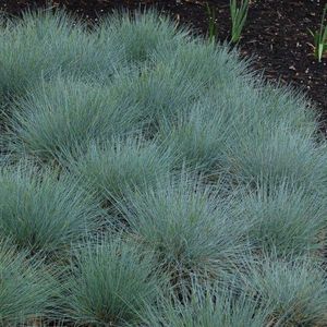 12x Blauw schapengras (Festuca glauca) - P9 pot (9x9)