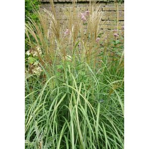 12x Prachtgriet (Miscanthus sin.""Kleine Silberspinne"") - P9 pot (9x9)