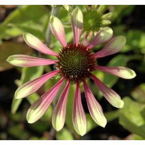 12x Zonnehoed (Echinacea Green envy) - P9 pot (9x9)