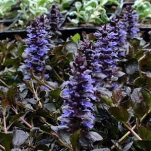 12x Kruipend zenegroen (Ajuga reptans 'Black Scallop') - P9 pot (9x9)