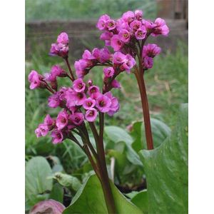 12x Schoenlappersplant (Bergenia cordifolia 'Purpurea') - P9 pot (9x9)