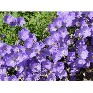 12x Karpatenklokje (Campanula carpatica ‘Blaue Clips’) - P9 pot (9x9)