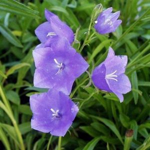 12x Perzikbladig klokje (Campanula persicifolia 'Alba') - P9 pot (9x9)