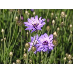 12x Blauwe strobloem (Catananche caerulea) - P9 pot (9x9)